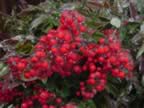 Nandina berries in ice (78kb)