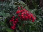 Nandina berries with ice (67kb)