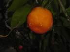 Satsuma fruit with ice (31kb)