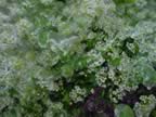 White with some red sweet alyssum peeking out of the ice cover (115kb)