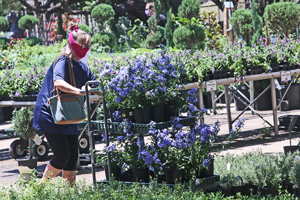 Milberger shopper takes advance of SALE on Blue Plumbago Milberger shopper takes advance of SALE on Blue Plumbago