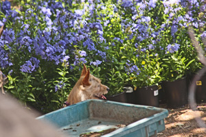 Even puppy-dogs love the Blue Plumbago