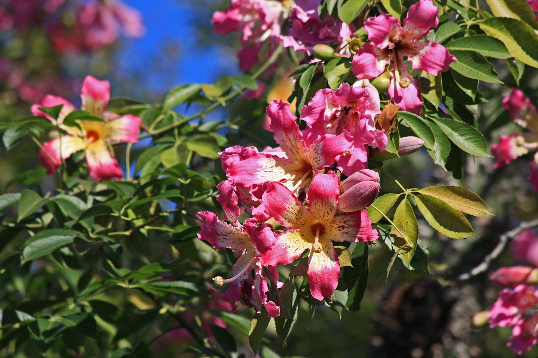 Plantanswers Plant Answers Fall Flowering Tree In San Antonio Silk Floss Tree Ceiba Speciosa