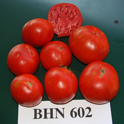 BHN 602 - Rodeo Tomato 2012