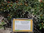 DSC00004.jpg (107kb)