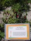 DSC00038.jpg (138kb)