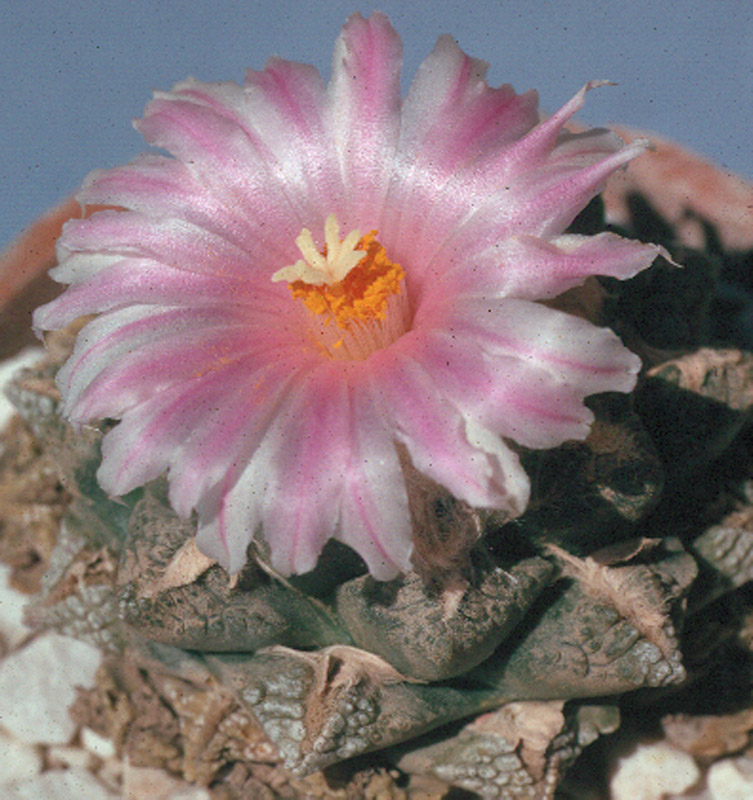 Ariocarpus fissuratus