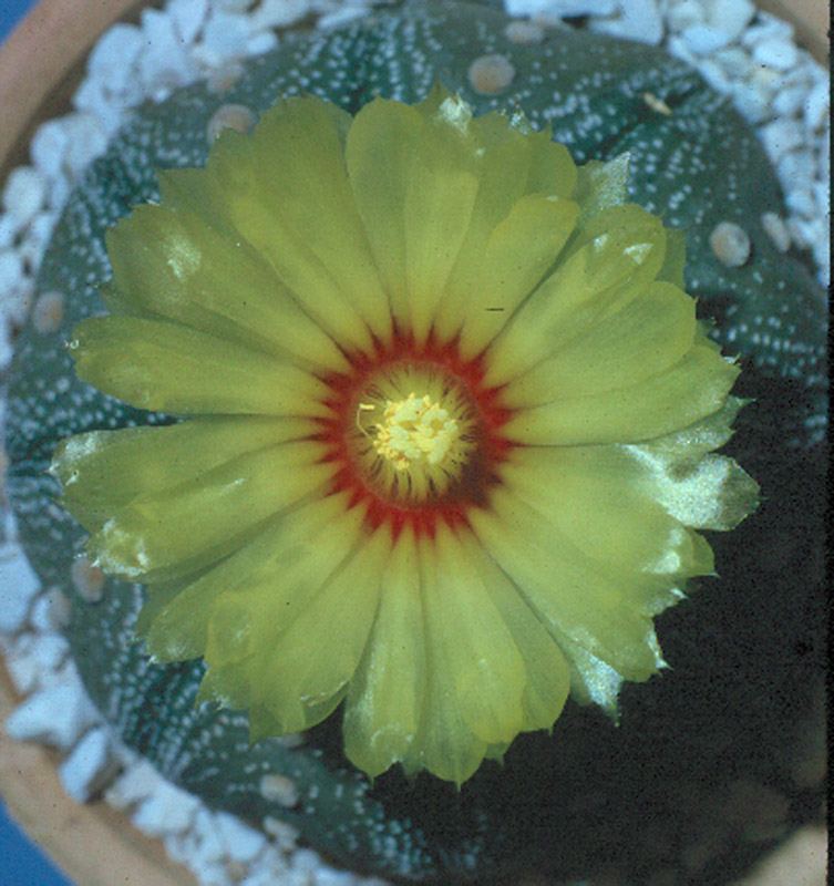 Astrophytum asterias 2