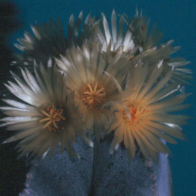 Astrophytum myriostigma2