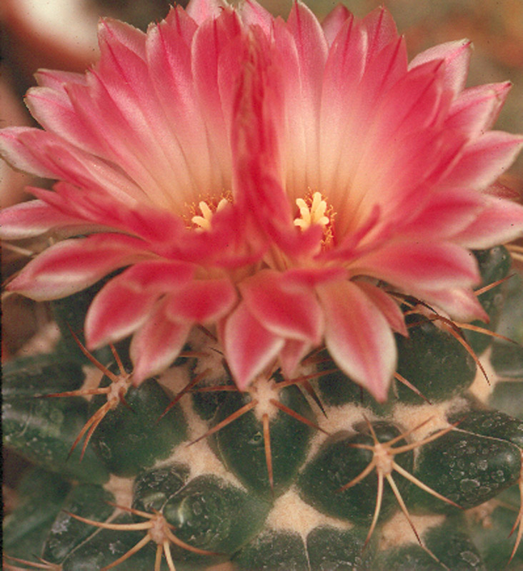 Coryphantha elephantidens