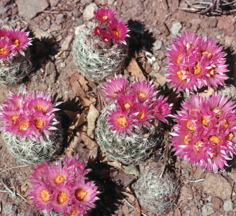 Coryphantha neomexicana 3