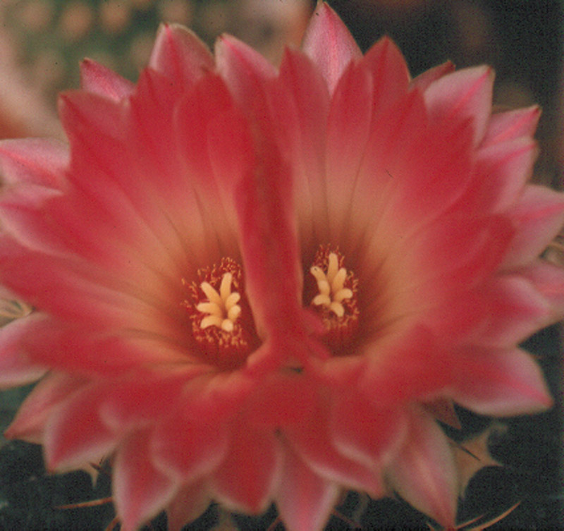 Coryphantha elephantid0009