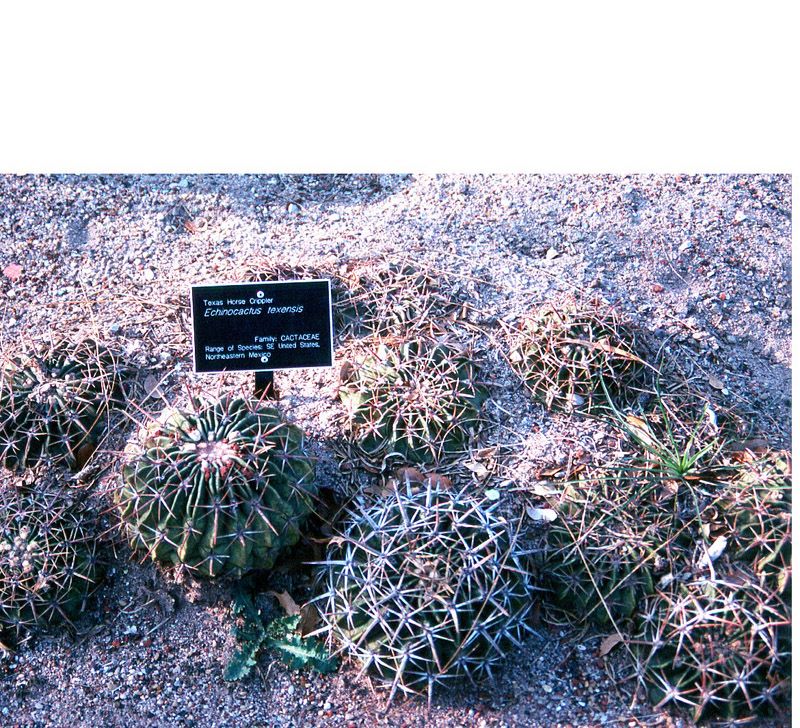 Echinocactus texensis