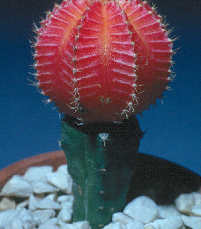 Gymnocalycium Frederickii 'Hibotan'