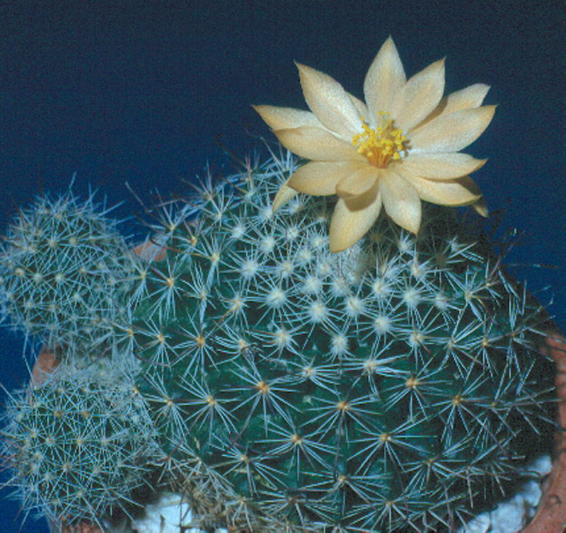 Mammillaria Balsasoides