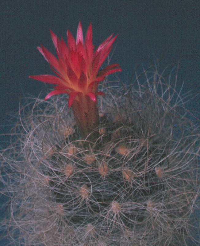 Neoporteria senilis