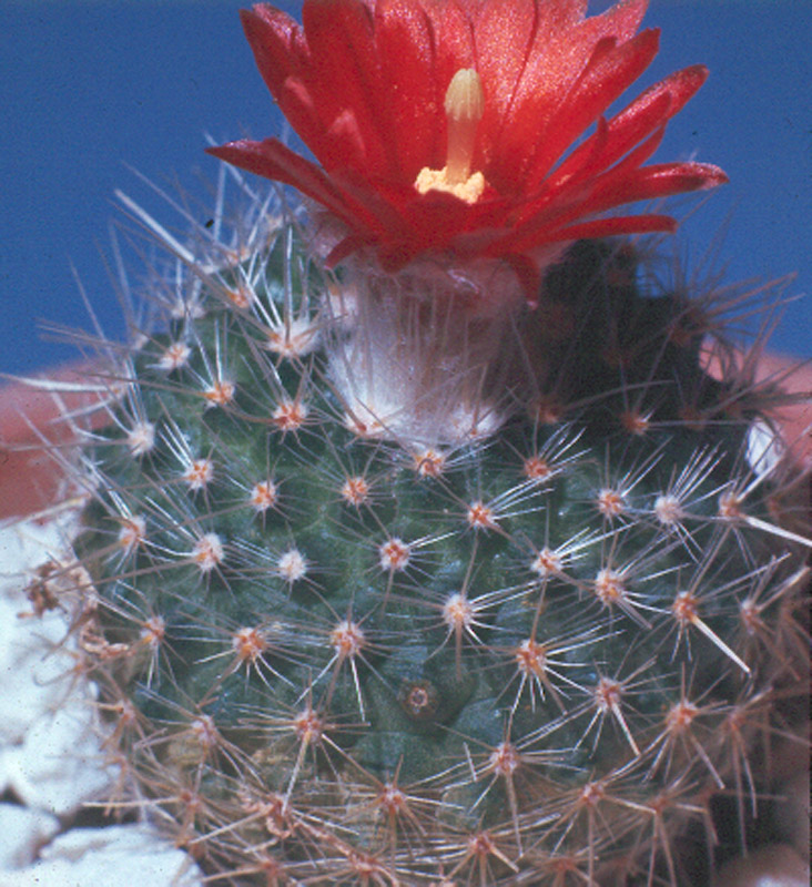 Parodia nivosa