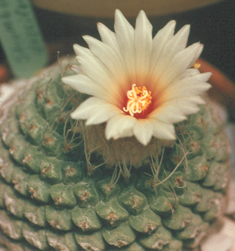 Strombicactus desciformis