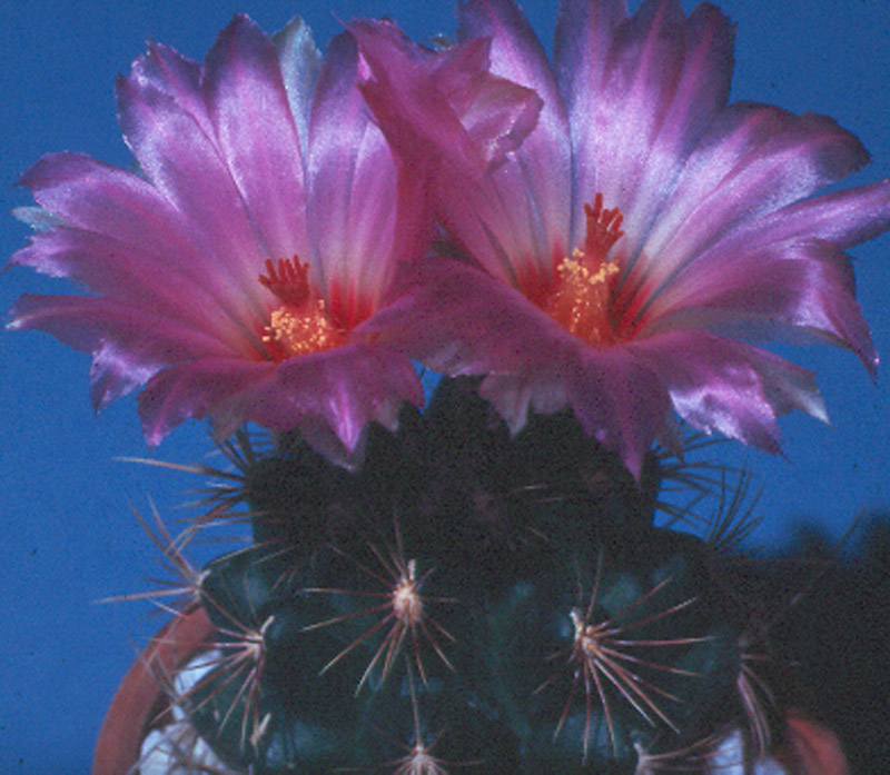 Thelocactus bicolor