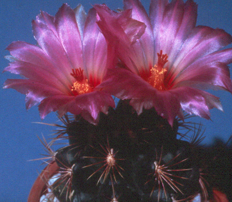 Thelocactus bicolor 3