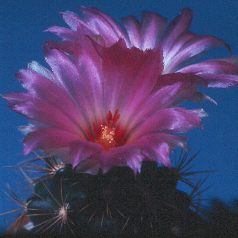 Thelocactus bicolor