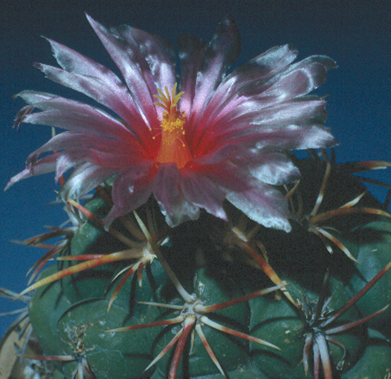 Thelocactus heterochromus