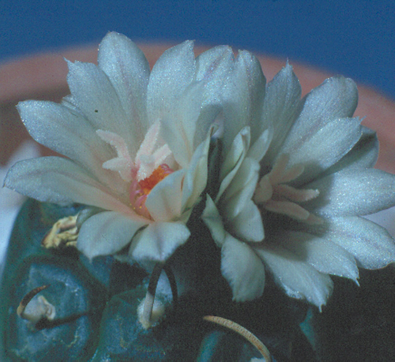 Turbinicarpus Polaskii