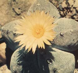 Astrophytum myriostigma