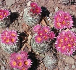 Coryphantha neomexicana