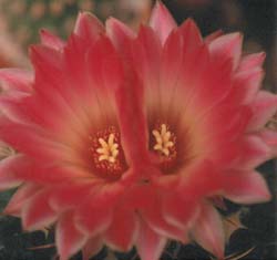 Coryphantha elephantidens