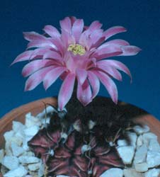 Gymnocalycium Frederickii