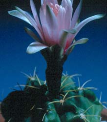 Gymnocalycium denudatum