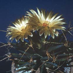 Leuchtenbergia Principis