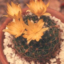 Mammillaria Balsasoides