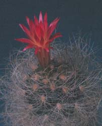 Neoporteria senilis