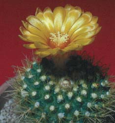 Parodia aureispina