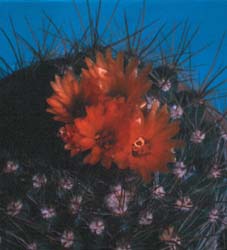 Parodia camparapana