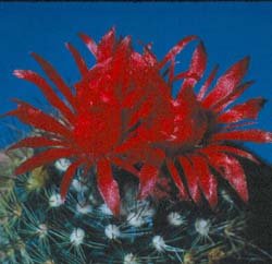 Parodia sanguiniflora