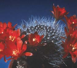 Rebutia schumanniana