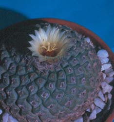 Strombocactus desciformis