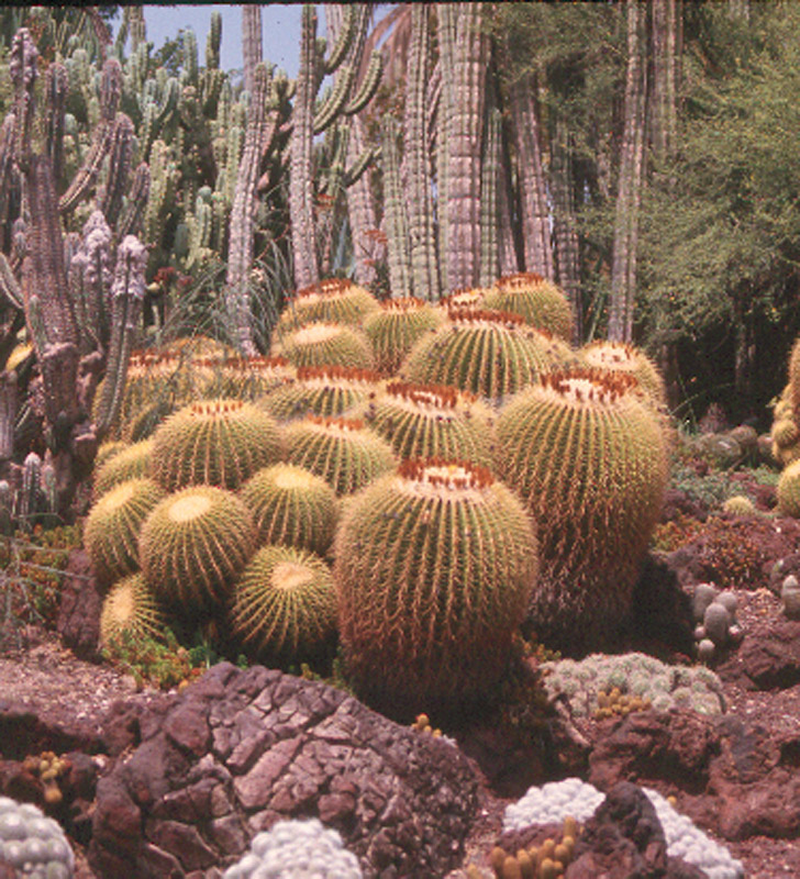 Golden barrels Garden Huntington CA