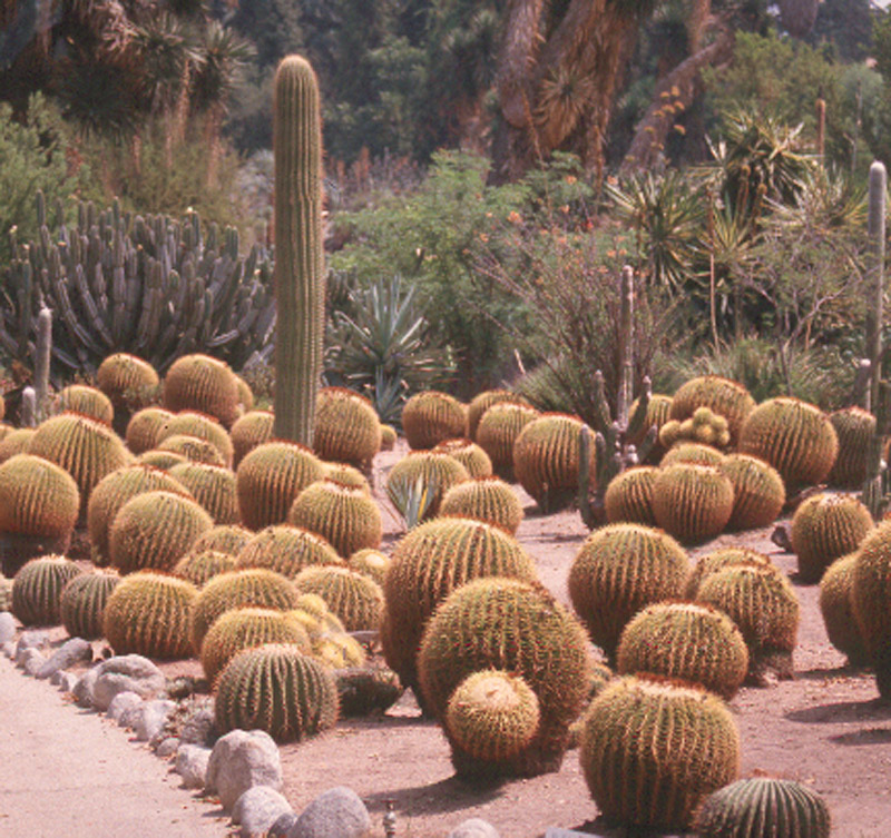 Golden barrels Garden Huntington CA