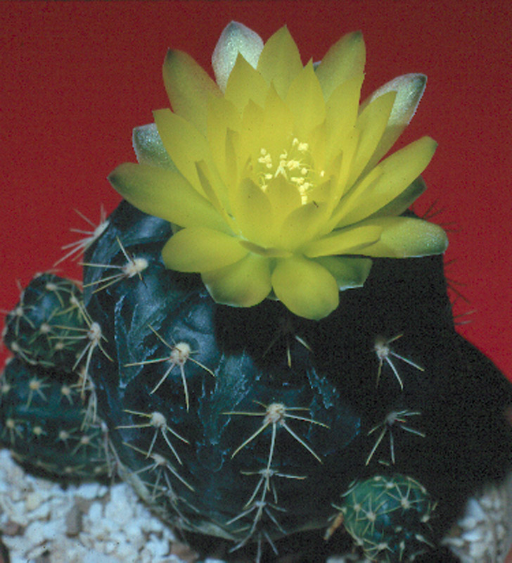 Gymnocalycium andreaea