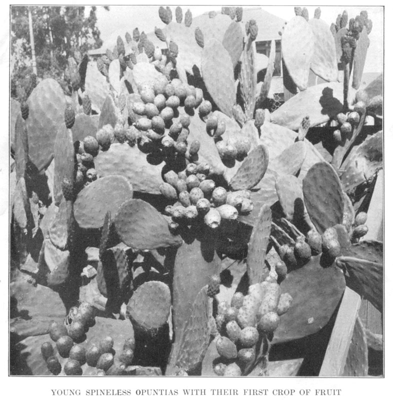 Young Spineless Opuntias With Their First Crop Of Fruit