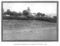 Spineless Seedling Opuntias, October 1906