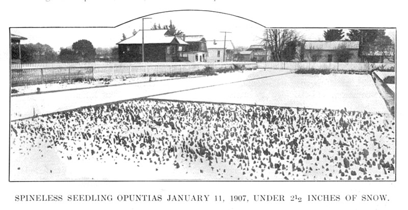 Spineless Seedling Opuntias, January 11, 1907, Under 2 1/2 Inches Of Snow