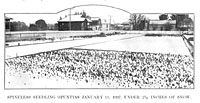 Spineless Seedling Opuntias, January 11, 1907, Under 2 1/2 Inches Of Snow