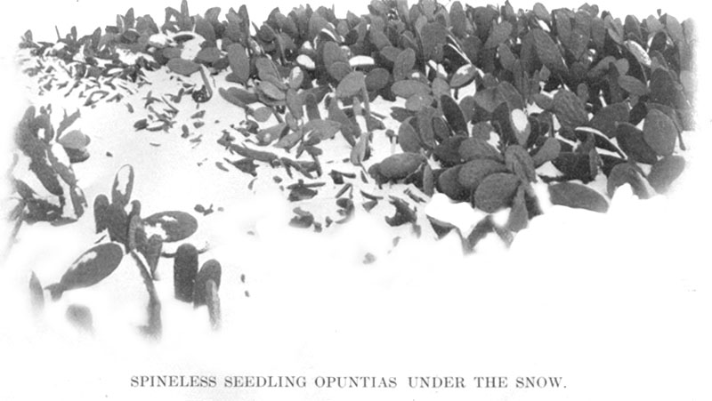 Spineless Seedling Opuntias Under The Snow