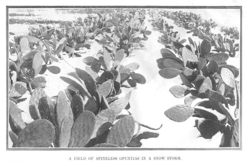 A Field Of Spineless Opuntias In A Snow Storm