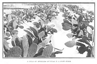 A Field Of Spineless Opuntias In A Snow Storm